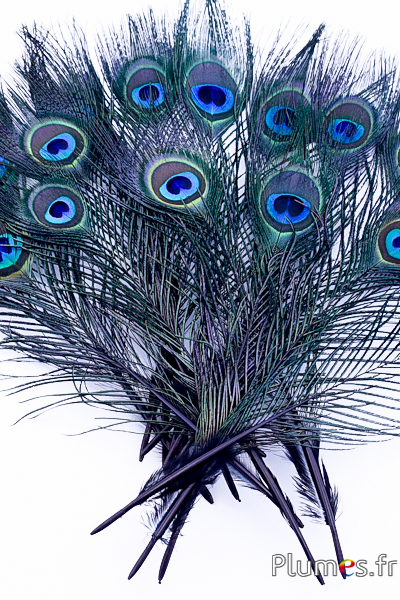 Paon bleu miniature - 15-25 cm - noir